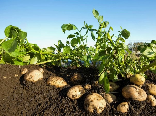 47 интересных фактов о картофеле